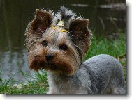 Jorkšírský terier, Yorkshire Terrier,