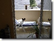 Papillon