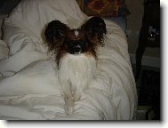 Papillon
