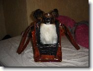 Papillon