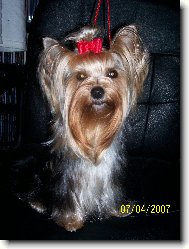 Jorkšírský terier, Yorkshire Terrier,