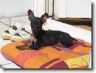 PRAGUE RATTER