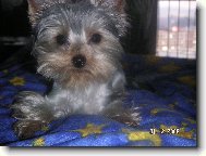 Jorkšírský terier, Yorkshire Terrier,