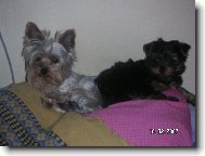 Jorkšírský terier, Yorkshire Terrier,
