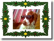 Welsh springer spaniel \(Dog standard\)