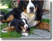 Berner Sennenhund