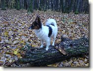 Papillon
