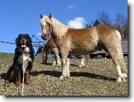 Berner Sennenhund