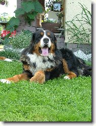 Berner Sennenhund