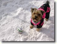 Jorkšírský terier, Yorkshire Terrier,