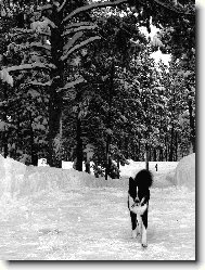 Karelian bear dog \(Dog standard\)