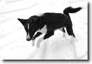 Karelian bear dog \(Dog standard\)