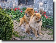 Chow Chow