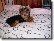 Jorkšírský terier, Yorkshire Terrier,