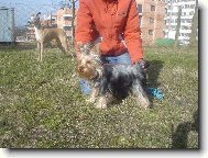 Jorkšírský terier, Yorkshire Terrier,