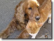 English Cocker Spaniel