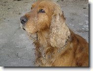 English Cocker Spaniel