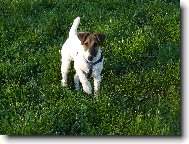 Fox Terrier Smooth