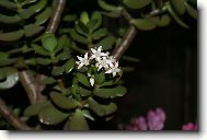Crassula