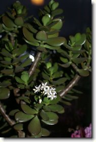 Crassula