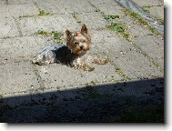 Jorkšírský terier, Yorkshire Terrier,