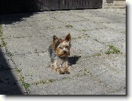 Jorkšírský terier, Yorkshire Terrier,