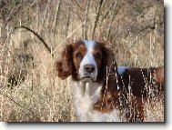 Welsh springer spaniel \(Dog standard\)