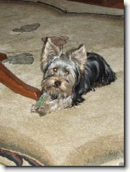 Jorkšírský terier, Yorkshire Terrier,