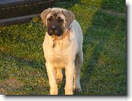 English Mastiff