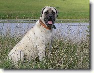 English Mastiff