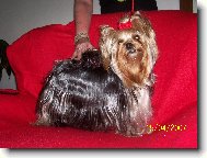 Jorkšírský terier, Yorkshire Terrier,