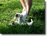 Parson Russel Terrier