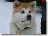 Japanese Akita