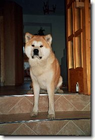 Japanese Akita