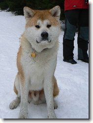 Japanese Akita