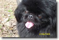 Pekingese, Pekinese, Peking Palasthound