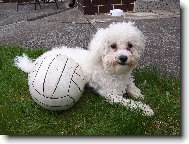 Bichon á poil frisé, Bichon Frise