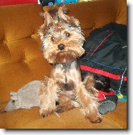 Jorkšírský terier, Yorkshire Terrier,