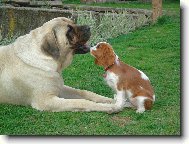 English Mastiff