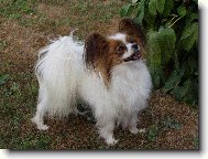 Papillon