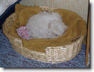 Coton de Tulear