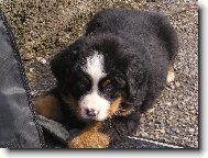 Berner Sennenhund