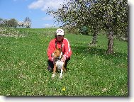 American Staffordshire Terrier Blue Lacy