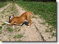 American Staffordshire Terrier Blue Lacy