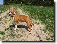 American Staffordshire Terrier Blue Lacy