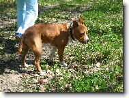 American Staffordshire Terrier Blue Lacy