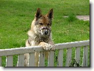 Czechoslovakian wolfdog