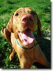 Rövidszörü Magyar Vizsla, Hungarian Short-haired Pointing Dog