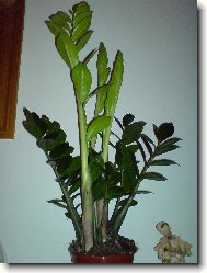 Zamioculcas zamiifolia