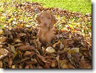 Rövidszörü Magyar Vizsla, Hungarian Short-haired Pointing Dog